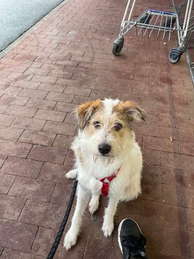 TierschutzhundeStammtisch🐕-Beitrag-Bild