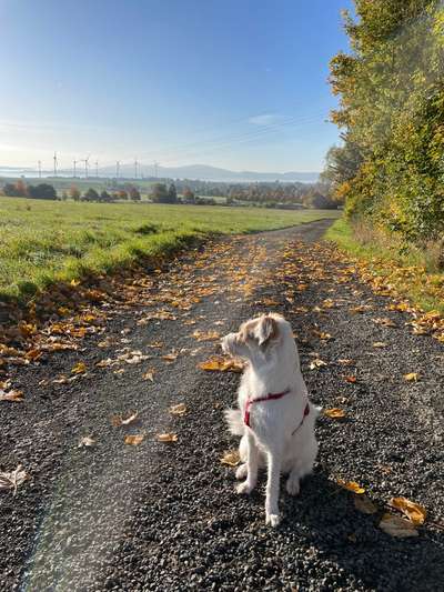 Hundetreffen-Spiel - und Spazierrunde-Bild