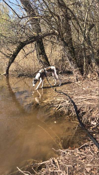 Windhunde - Treffen der besonderen Schönheiten
HERZLICH WILLKOMMEN-Beitrag-Bild