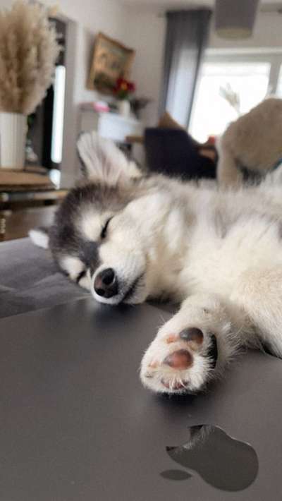 Welche Hunderasse-Beitrag-Bild