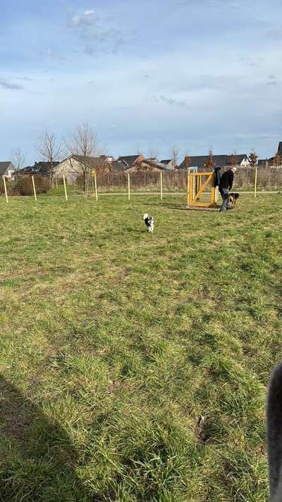 Hundeauslaufgebiet-Hundewiese Erkelenz-Bild