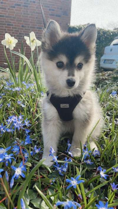 Challenge 23 : "  Euer Hund beim Frühlingserwachen "-Beitrag-Bild