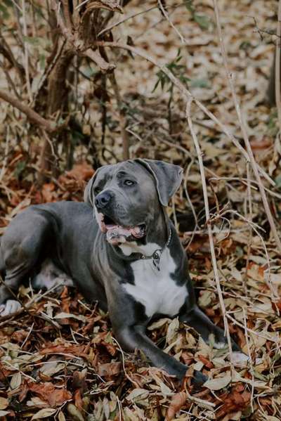 Hundetreffen-Spazieren im Wald,  Parks oder über Felder  🌲-Bild