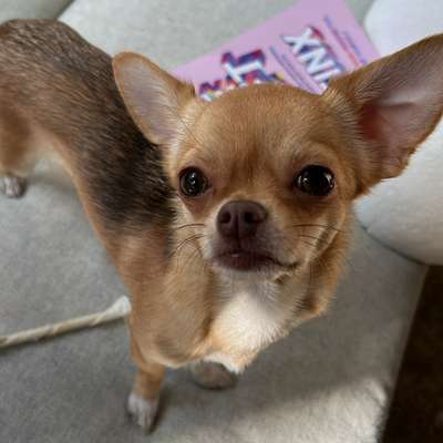 Hundetreffen-Mini / kleine Hunde Playdate-Bild