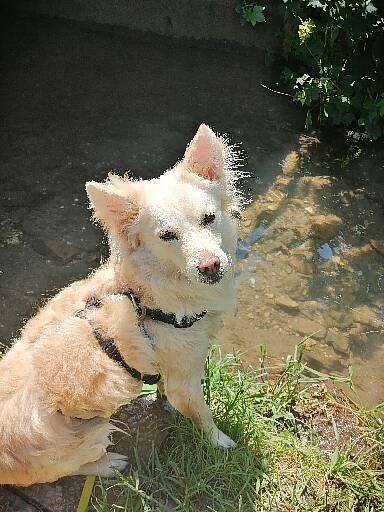 Auslandstierschutz-Beitrag-Bild