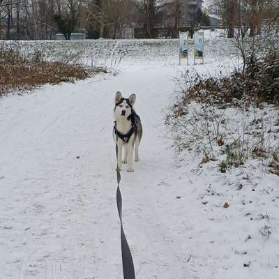 Hundetreffen-Gassi runde-Bild
