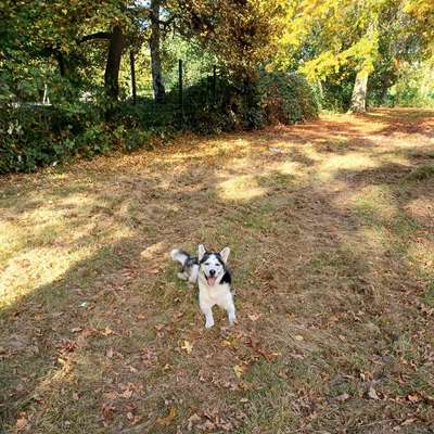 Hundetreffen-Gassi und spielen-Bild
