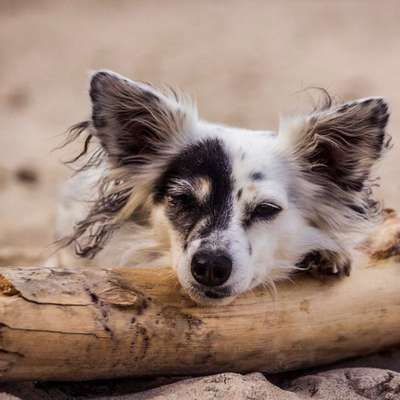 Hundetreffen-Gassirunde mit Kinderwagen-Bild