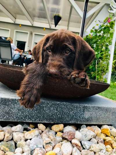 Welpen Bilder !-Beitrag-Bild