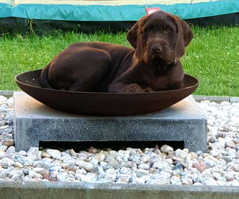 Welpen Bilder !-Beitrag-Bild