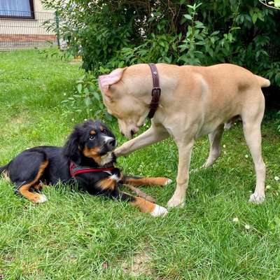 Hundetreffen-Hunde zum spielen und toben gesucht-Bild