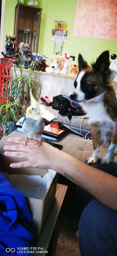 Wo sind die Chihuahua Besitzer ?-Beitrag-Bild