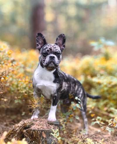 Hundebilder-Beitrag-Bild