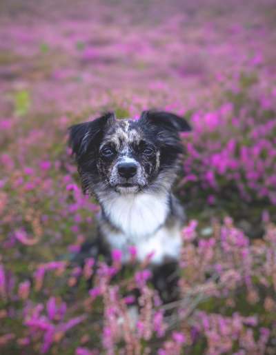 Hundebilder-Beitrag-Bild