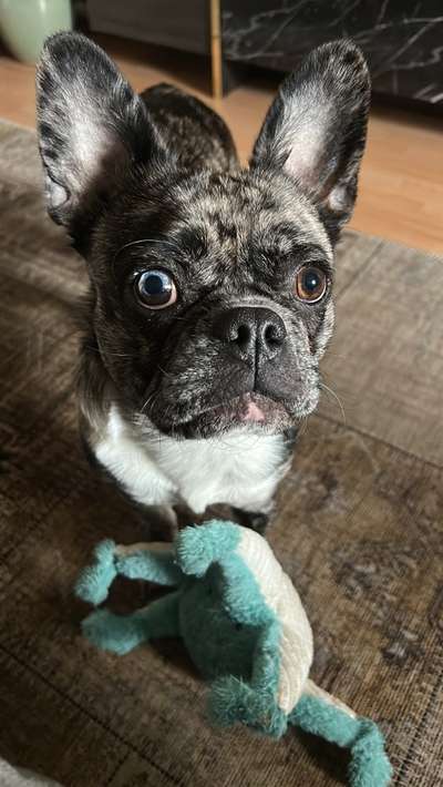 Dogorama Photo Challenge - Details Ganz nah-Beitrag-Bild