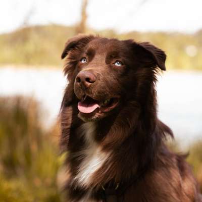 Hundetreffen-Trainings- & Spielepartner-Bild