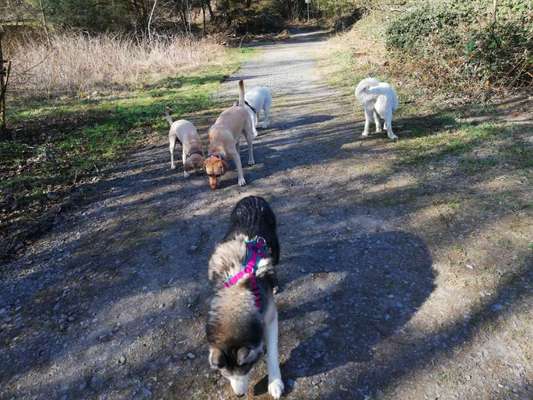 Hundetreffen-Spaziergang im Lehrbacher Wald🌲-Bild