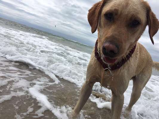 Die Dogorama Wochen Challenge: “Dein Hund im Urlaub”-Beitrag-Bild