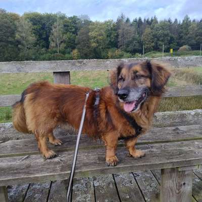 Hundetreffen-Runden im Raum Heusweiler/Riegelsberg/ +-Bild