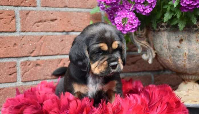 Welpen Bilder !-Beitrag-Bild