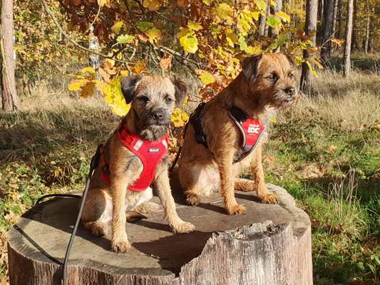 Border Terrier-Beitrag-Bild