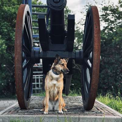 Hundetreffen-Spieltreffen-Bild