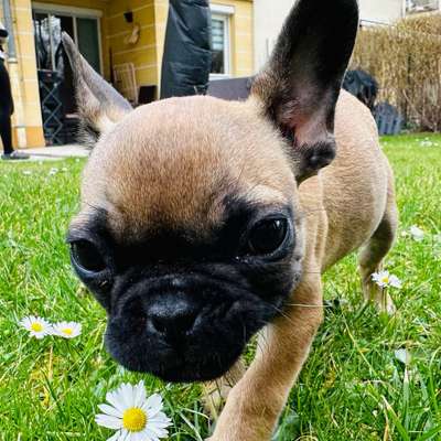 Hundetreffen-Kleinwelpen Wien 1190-Bild
