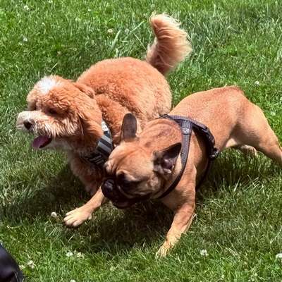 Hundetreffen-Spiel und soziales Verhalten-Bild
