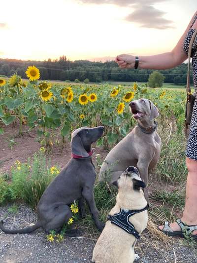 Rudel mit ungleichen Hunden gefährlich für die Kleinen?-Beitrag-Bild