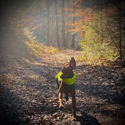 Hundetreffen-Trainingsspaziergang