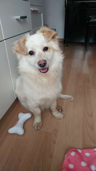 CHALLENGE NR. 19 - Der Hundeblick-Beitrag-Bild