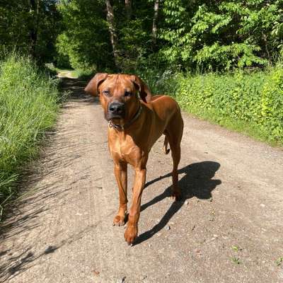 Hundetreffen-Gemeinsames Training/ Spaziergang/ Spielen-Bild