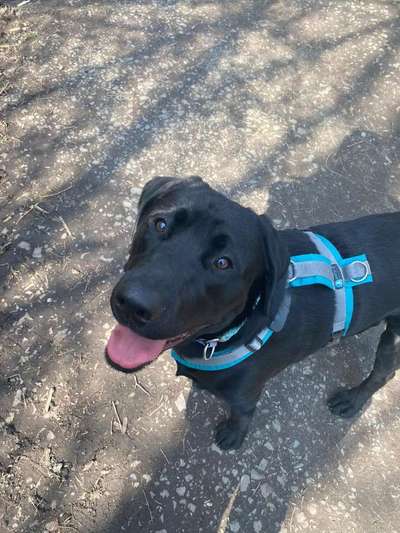 Wo sind meine Labrador Freunde-Beitrag-Bild