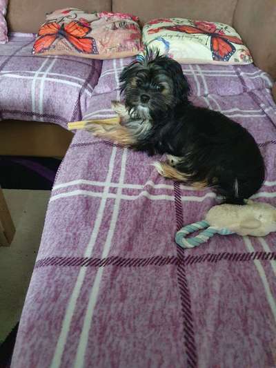 Welpen Bilder !-Beitrag-Bild