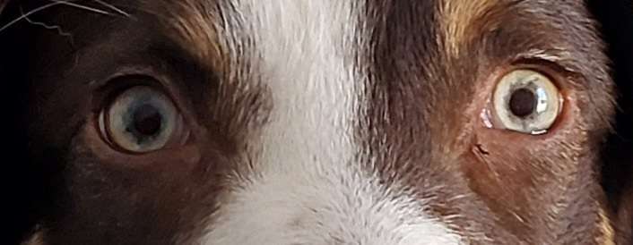 Die Augen Deines Hundes-Beitrag-Bild