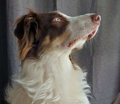 Die Augen Deines Hundes-Beitrag-Bild