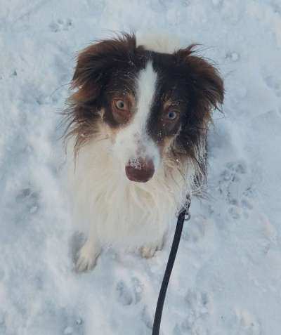 Die Augen Deines Hundes-Beitrag-Bild