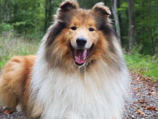Collies gesucht-Beitrag-Bild