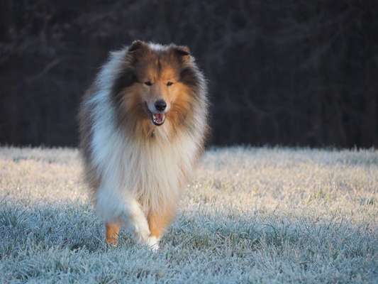 Langhaar Collies-Beitrag-Bild