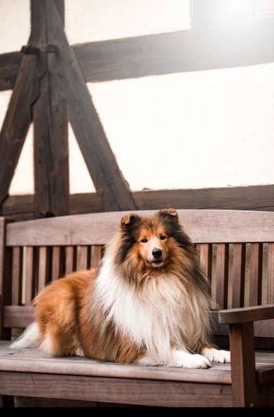 Welche Hunderasse-Beitrag-Bild