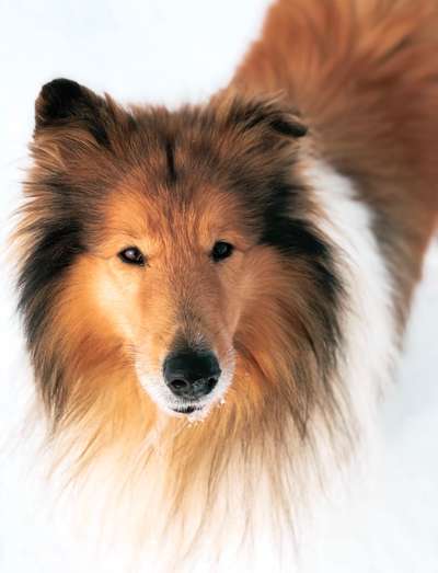 Die Dogorama Kalender Challenge Titelbild-Beitrag-Bild