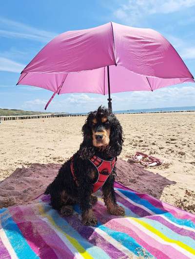 Hundetreffen-Fahrradtour mit Hund-Bild