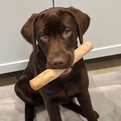 Hundetreffen-Spielen und spazieren-Bild