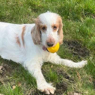 Hundetreffen-Hundefreundis gesucht-Bild