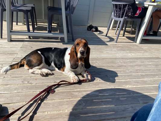 Hunderunde-Beitrag-Bild