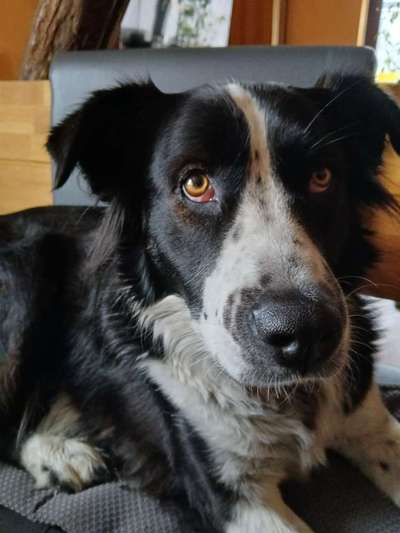 Hündin hat weißen Pickel im rechten Auge, im roten unteren Bereich des Auges.-Beitrag-Bild