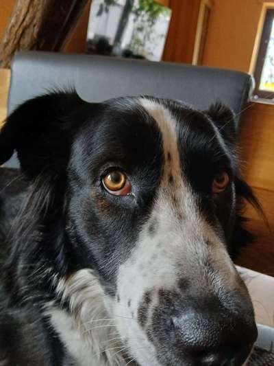 Hündin hat weißen Pickel im rechten Auge, im roten unteren Bereich des Auges.-Beitrag-Bild