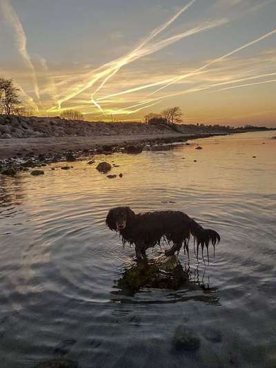 Dein Hund im Dogorama-Kalender 2021-Beitrag-Bild