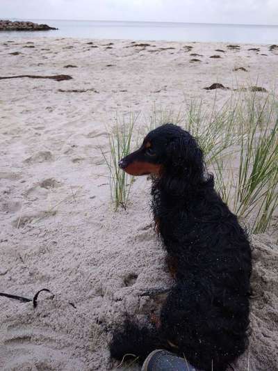 Dein Hund im Dogorama-Kalender 2021-Beitrag-Bild