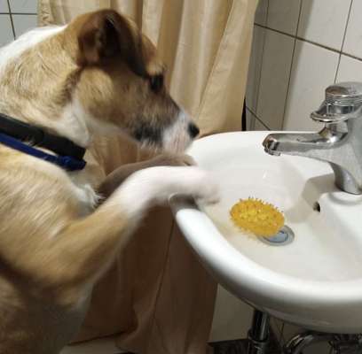 Dogorama-Monats-Challenge-Mai "Wasser"-Beitrag-Bild